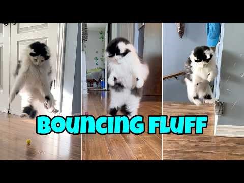 Hilarious Cat Jumps & Bounces: A Look Back At Oreo In Play Mode