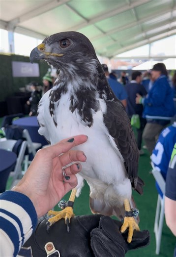 Petting Taima the Hawk: A Seahawks Super Bowl Experience