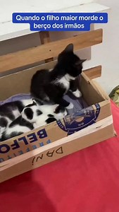 😻😻😻 | Canal do Gato Store