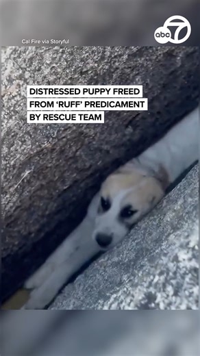 100K views · 4.8K reactions | Stuck between two rocks and a hard place, firefighters came to the rescue of a 3-month-old puppy who managed get herself stuck in a narrow crevice between two large rocks in San Diego County, California. “Zoe was reunited with her grateful owner, tail wagging and spirits high," her rescuers said. https://abc7news.com/18057075/ | ABC7 News | Facebook