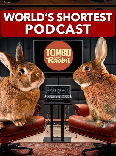 Funny Bunny Jokes & Rabbit Antics on TikTok