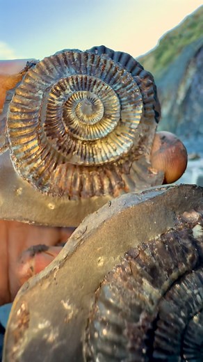 Fossil hunting is a game of patience 🎣 Most rocks hold nothing… but then you find a perfect specimen, and suddenly you’re holding a piece of life from 185 million years ago 🦕 For ammonite rocks to crack open, please visit our official online store yorkshirefossils.NET (link in bio) or message directly on Instagram @yorkshire.fossils 🦕 For more videos, check our YouTube / TikTok! 🏝 Thanks for supporting our page! 🐊 #natural #nature #fossil #fossils #ancient #animals #art #fblifestyle #ammoni