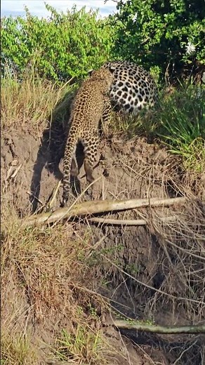 Look at the Lovely Leopards!! 🐆🐆🐆🐆 #Wildlife #ShortsAfrica