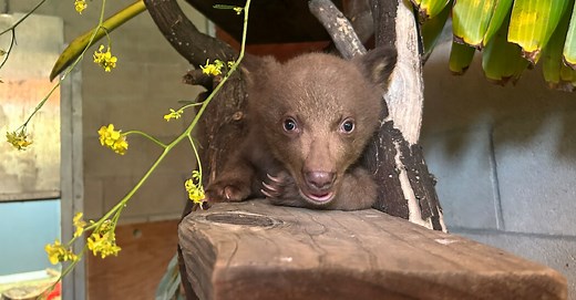 ‘Baby Bear’ Learns How to Be Wild From Humans in Fur