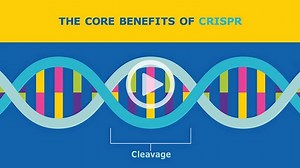 Visualize your CRISPR Experiment with MISSION™ Cas9-GFP Fusion Proteins