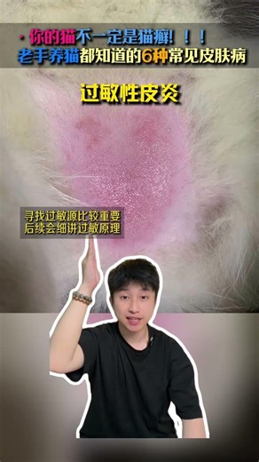 Essential Guide: Common Cat Skin Diseases Every Experienced Owner Should Know