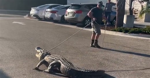 ‘Another day, another gator’: Deputies remove large alligator for second time in week