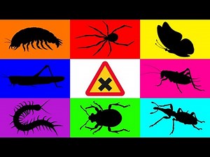 Insect: Isopoda, Centipede, Spider, Butterfly, Weevil, Cricket, Sugar Glider, Beetle, Moss Katydid