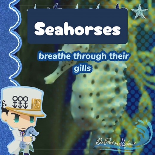 Seahorses: Unique Traits of the Sea Horse