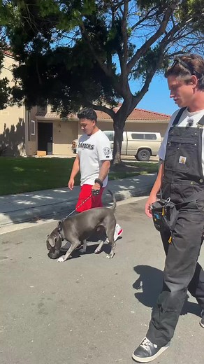 How to Stop a Dog from Pulling on Leash: Prong Collar Walk Training