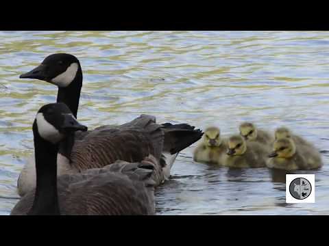 Canada Geese and their babies