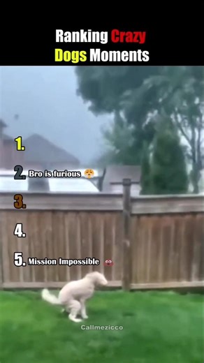 Ranking crazy dogs moments 😱😂 #usa #funny #funnyvideos