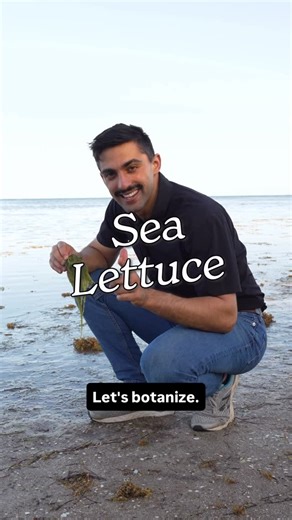 Let’s Botanize on Instagram: "Some algae are plants! Let’s Botanize #algae #plants #stem"