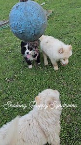 148K views · 6.4K reactions | #animaladvocate #rescue #emotionalrescuedogs #love | Emotional Rescue LLC | Facebook