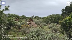 Heart-breaking moment baby giraffe is attacked by a lion