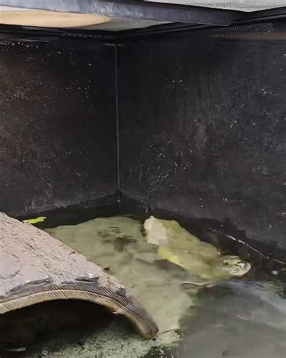 J&R Aquatic Animal Rescue on Reels