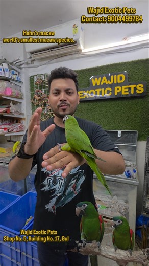 Meet the World’s Smallest Macaw! 🦜✨At wajid exotic pets