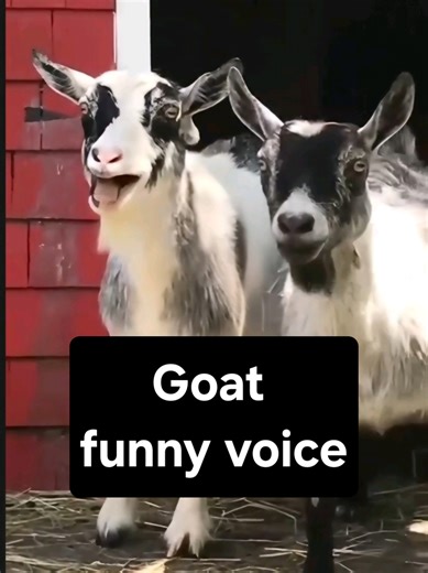 Why I Never Raise a Goat: A Funny Take