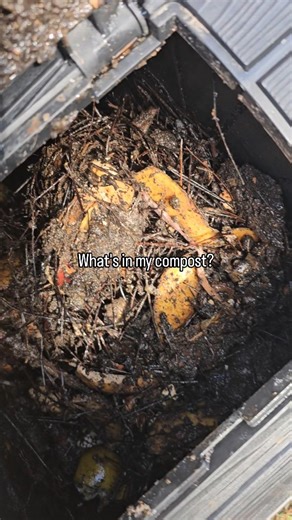 Natasia Champion on Instagram: "In addition to vegetable scraps from scratch cooking (celery tops, carrot peels, citrus rinds, etc.) there are fish carcasses from the wild gulf fish my husband caught, lots of coffee grinds and egg shells, pine straw, and ash from the fire pit. The trick to keeping the smell down is using the correct ratio of "greens" or fresh scraps, to "browns" or dead carbon rich items (in this case mostly pine needles and coffee grinds.) I love this composter design because i