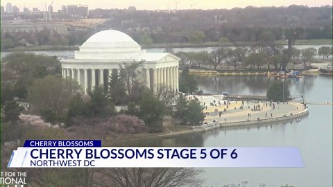 Getting ready to bloom: Cherry blossoms reach stage 5 of 6