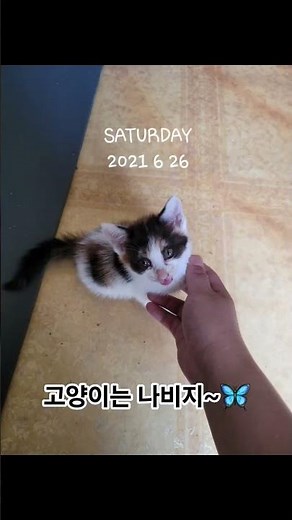 고양이는 나비지~🦋