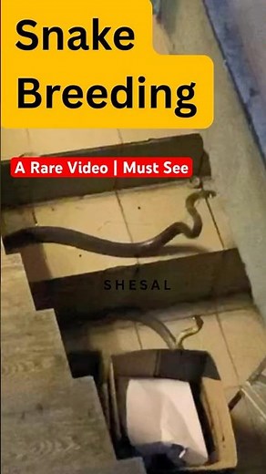 Snake Mating | go to full video