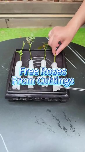 How to Propagate Roses From Cuttings | Easy Gardening Tip