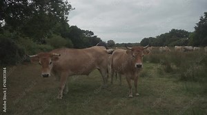 Limousin cows in Bretagne, France. A group of brown cows Aubrac graze in a meadow in the northern france region of Brittany. French landscape with brown cows. Breton Cows grazing on the field.