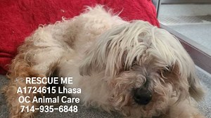 2.4K views · 212 reactions | UPDATE: RESCUED TODAY 6/9/21! URGENT!...