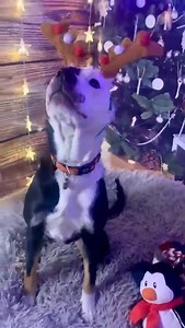 APPLICATIONS NOW CLOSED. No. 4750: BRACKEN (Spayed, Fully Vaccinated & Microchipped) Bracken needs a new home. Cross Breed, female, approximately 10 months old. She is tri-coloured, she has a smooth coat and she is small to medium in size. She was found as a stray; she is currently in foster with other dogs, cats and older children. Bracken is a friendly young girl who is good with other dogs and she is fine with dog savvy cats. From Aunty Tracy (currently fostering): "Our little Bracken only ha