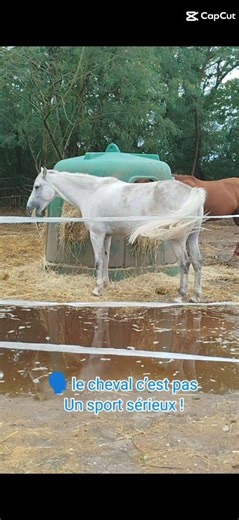 Y en a marre de ça enfaîte STOP #capcut #horse