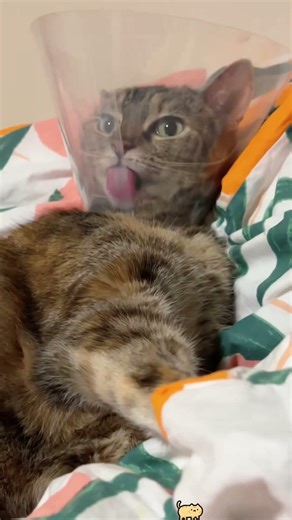 Cats and the cone of shame#cat #funnycat #funnyvideo #catlover #sillycat