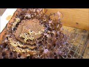Trigona Stingless Native Beehive Update #4: THE BROOD.