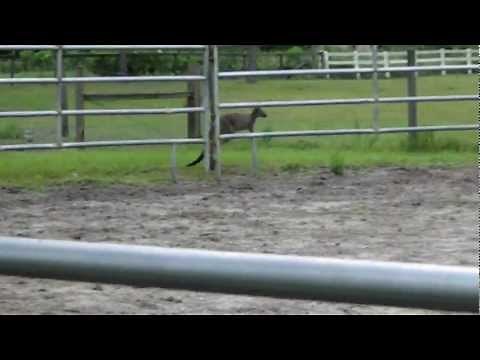 How high can kangaroos jump?