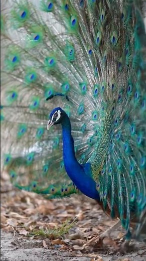 Most Beautiful Peacock Dance Ever 🦚✨ | Magical Nature Moments #Shorts”
