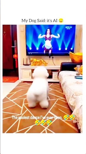 Dogs watching belly dancer #shorts #video #viral