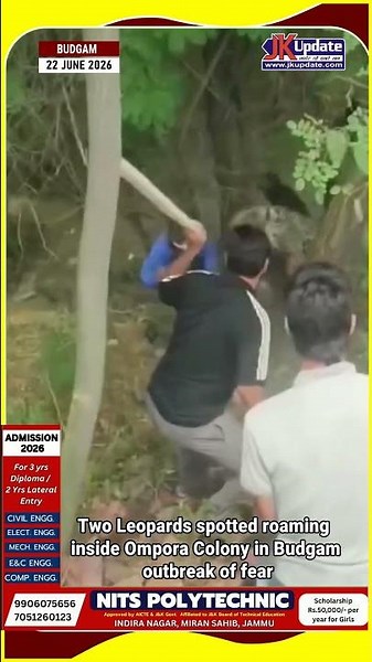 Two Leopards spotted roaming inside Ompora Colony in Budgam outbreak of fear