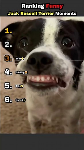 Ranking Funny Jack Russell Terrier Moments