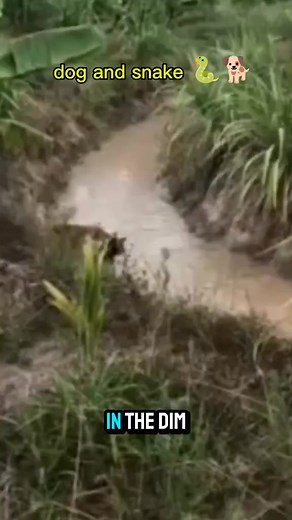 dog and snake animals dog snake animal fouryou animallife_tv | Magic Pets02 | Facebook