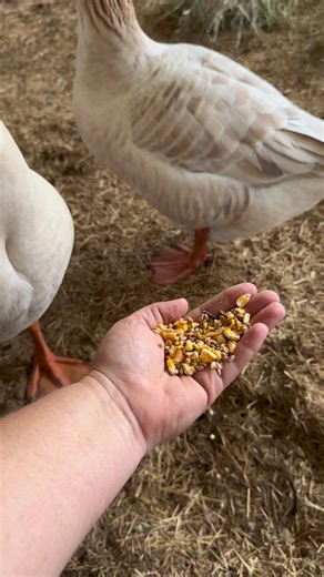 Welcome to the farm Barney and Bonnie. We’re so excited you’re here with us. #naturallyfluffyfarm #buffgeese #farmlife | Naturally Fluffy Farm