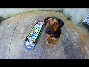 PUPPY HELPS SET UP MY SKATEBOARD!