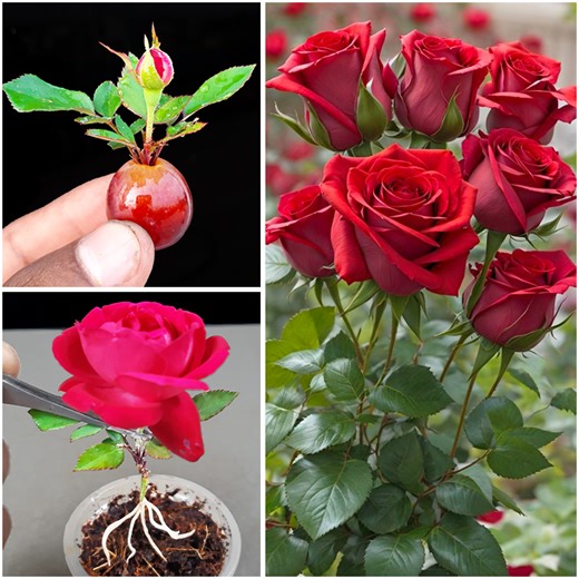 103K views · 1K reactions | Amazing way to grow rose flower & plant at home from bud || 100% successful method for gardening | Rana Craft | Facebook