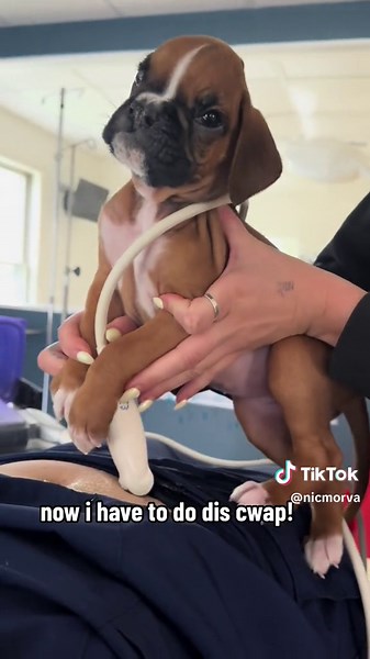 How to File for Disability: A Guide for Boxer Great Dane Mix Puppies