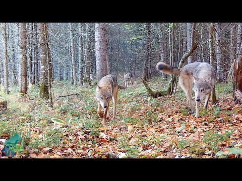 The Nashata Pack: the most remote wolf pack in the Greater Voyageurs Ecosystem