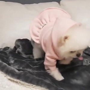 🥰🥰🥰 | Puppies Club