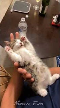 “Mission Impossible: Cat Version 🐱🎯 #catshorts #funny #cat #catvideos #meowfun