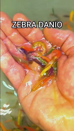 The Ultimate Zebra Danio Care Guide: Tank Setup, Diet, Compatibility & Breeding