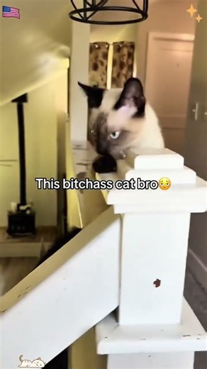 Cat falling down stairs…😦#cat #funny #anmial #catso...