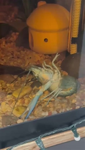 Inquietud de Fausti por su muda de langosta