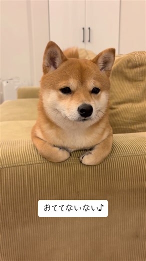 可愛い柴犬の動きとおててないない遊び